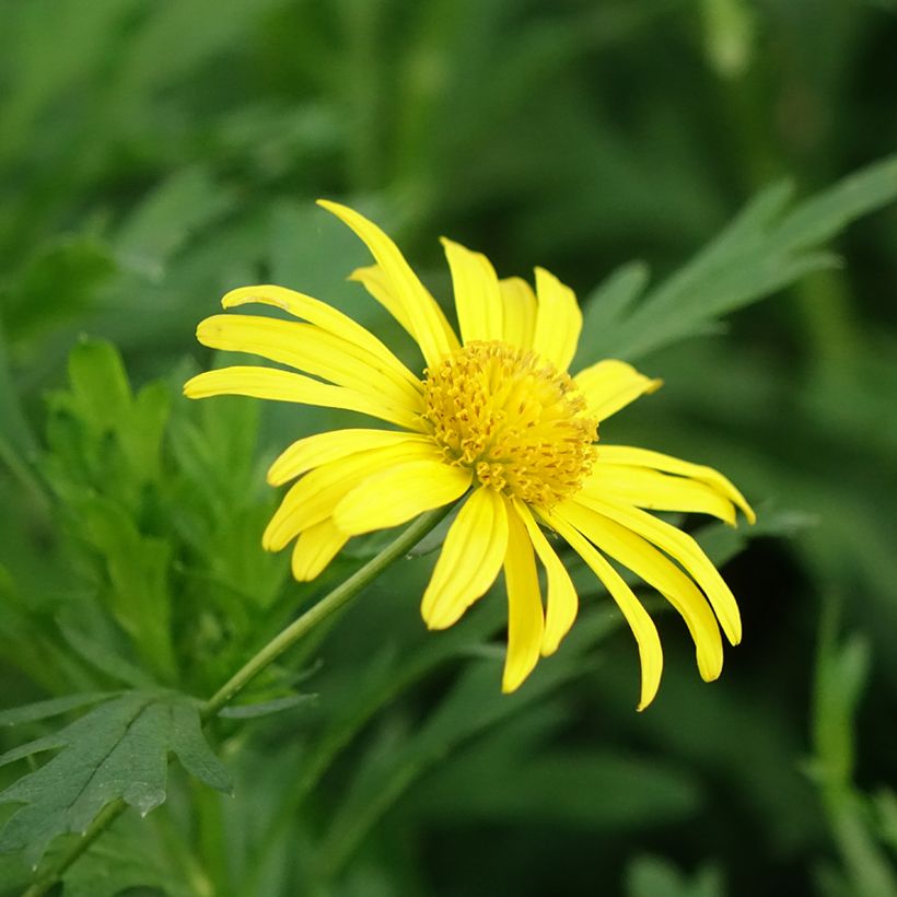 Euryops chrysanthemoides Sonnenschein - Zuid-Afrikaanse margriet (Bloei)