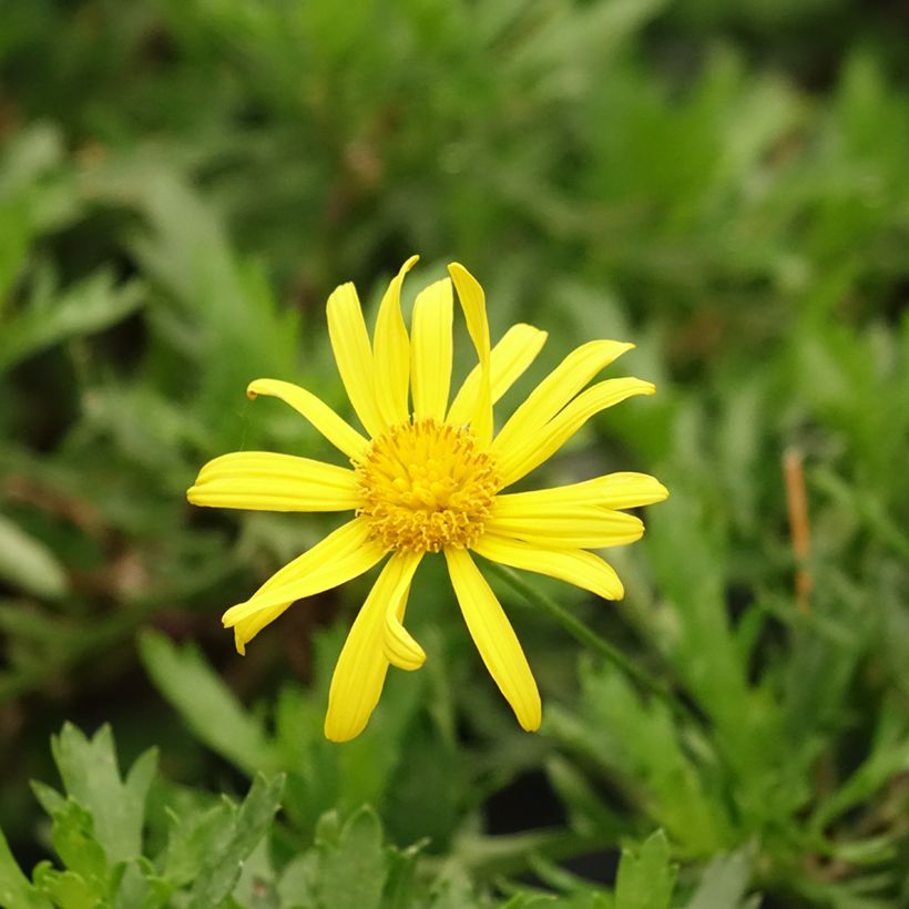Euryops evansii - Zuid-Afrikaanse margriet (Bloei)