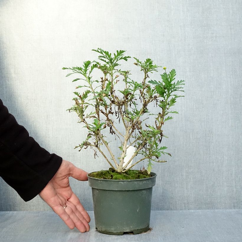 Exemplaar van Euryops evansii - Zuid-Afrikaanse margriet Pot van 2 l/3 l zoals geleverd in de herfst
