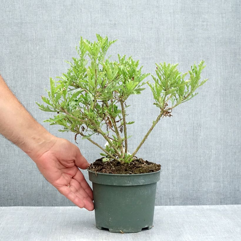 Exemplaar van Euryops evansii - Zuid-Afrikaanse margriet Pot van 2 l/3 l zoals geleverd in de zomer