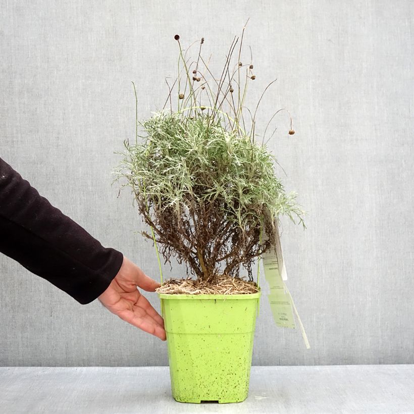 Exemplaar van Euryops Infinity - Zuid-Afrikaanse margriet Pot van 4 l/5 l zoals geleverd in de winter