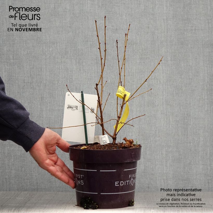 Exemplaar van Exochorda macrantha Lotus Moon - Parelstruik Pot van 3 l/4 l zoals geleverd in de herfst