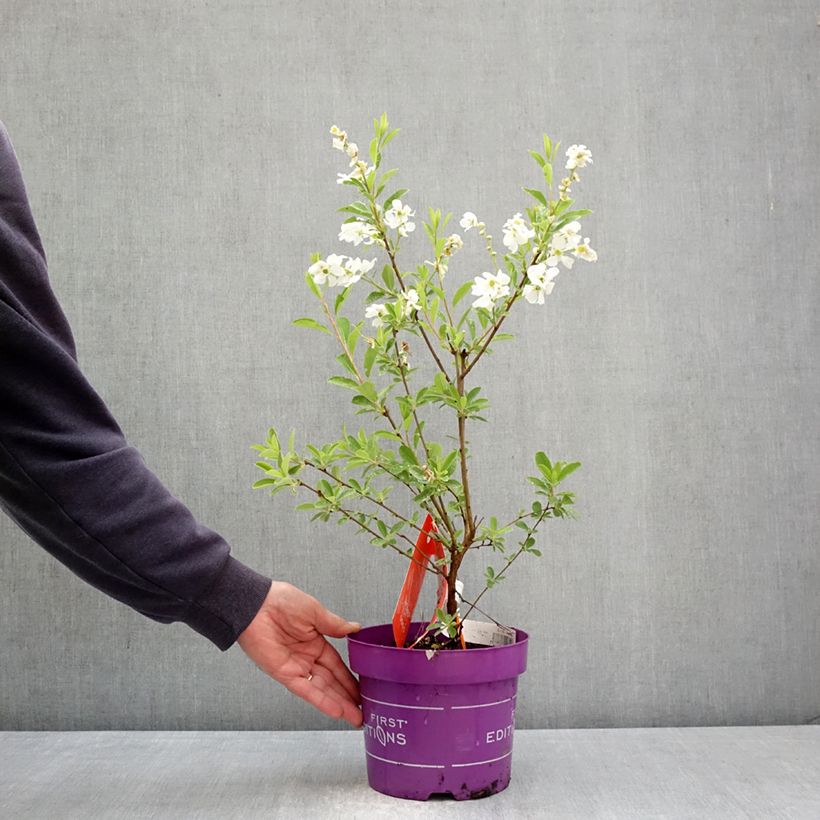 Exemplaar van Exochorda macrantha Lotus Moon - Parelstruik Pot van 3 l/4 l zoals geleverd in de lente