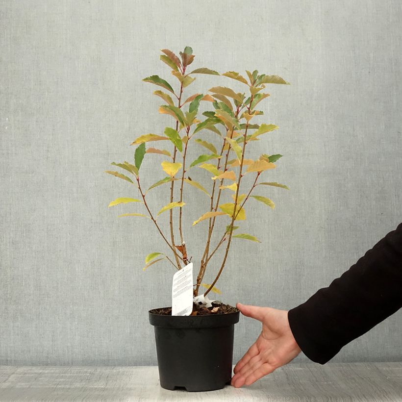 Exemplaar van Exochorda racemosa Blushing Pearl Pot de 3L/4L zoals geleverd in de herfst