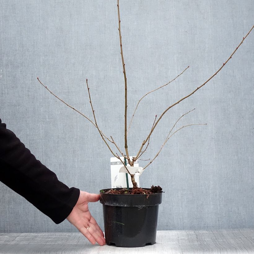 Example of Exochorda racemosa Blushing Pearl - Parelstruik Pot van 3 l/4 l as you get in hiver