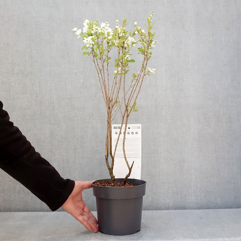 Exemplaar van Exochorda racemosa Magical Springtime Pot van 2 l/3 l zoals geleverd in de winter