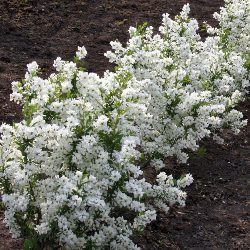 Exochorda racemosa Niagara - Parelstruik (Groeiplaats)