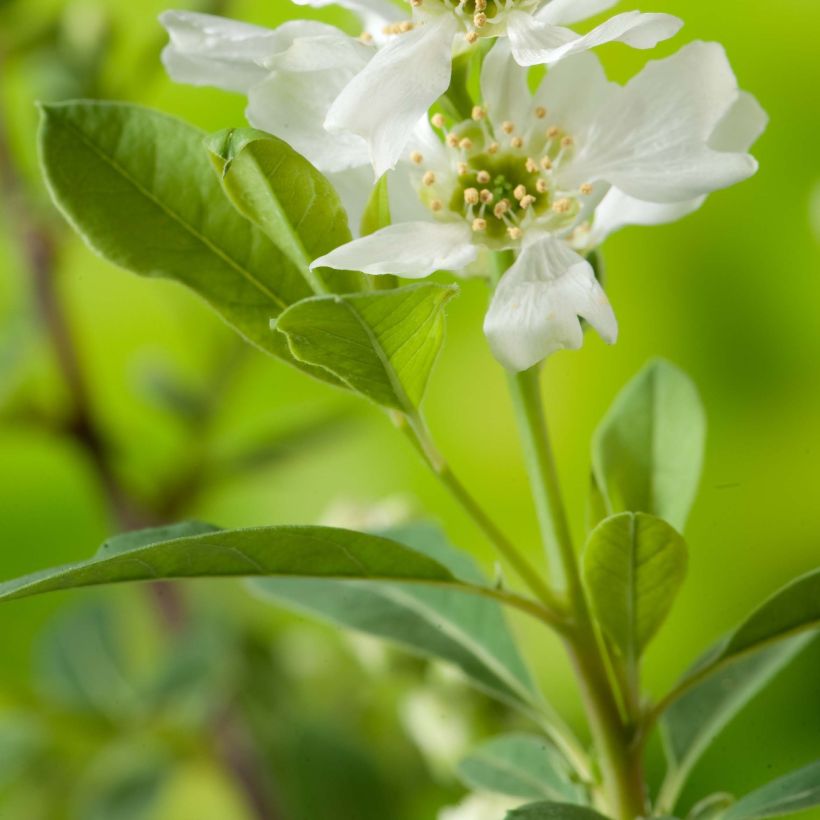 Exochorda racemosa Niagara - Parelstruik (Blad)