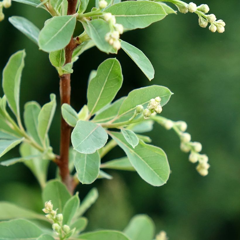 Exochorda racemosa Snow Mountain - Parelstruik (Blad)