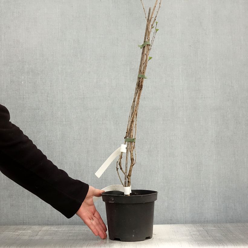 Exemplaar van Exochorda racemosa Snow Mountain - Arbuste aux perles Pot de 3L/4L zoals geleverd in de herfst