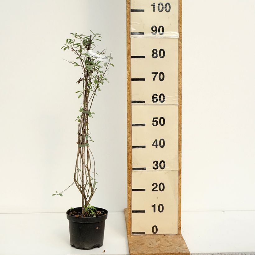 Exemplaar van Exochorda racemosa Snow Mountain - Parelstruik Pot van 3 l/4 l zoals geleverd in de zomer