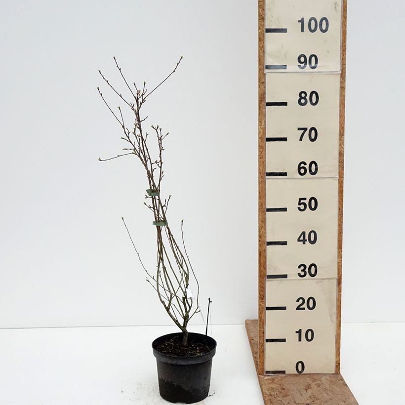 Example of Exochorda racemosa Snow Mountain - Parelstruik Pot van 3 l/4 l as you get in hiver