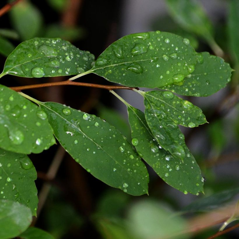 Exochorda The Bride - Parelstruik (Blad)
