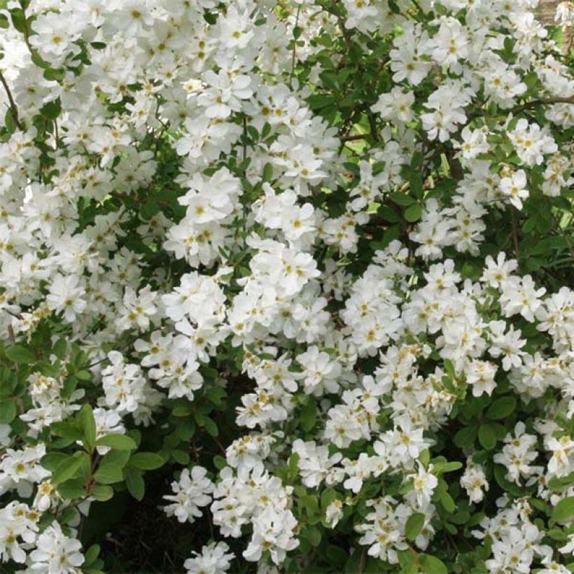 Exochorda The Bride - Parelstruik (Bloei)