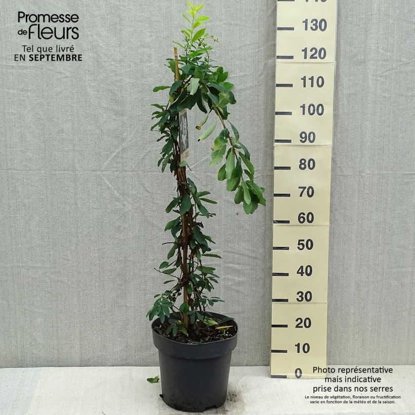 Exemplaar van Exochorda The Bride - Parelstruik Pot van 7,5 l/10 l zoals geleverd in de herfst