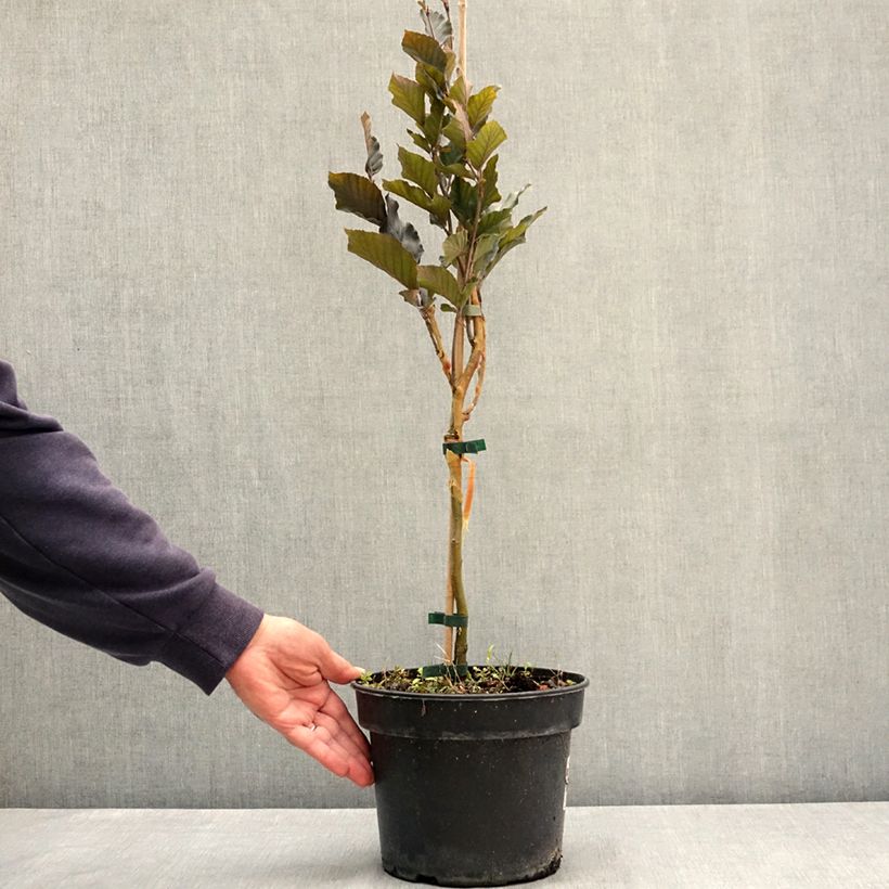 Exemplaar van Fagus sylvatica Anny's Red Pillar - Zuilvormige koperbeuk Pot van 4 l/5 l zoals geleverd in de zomer