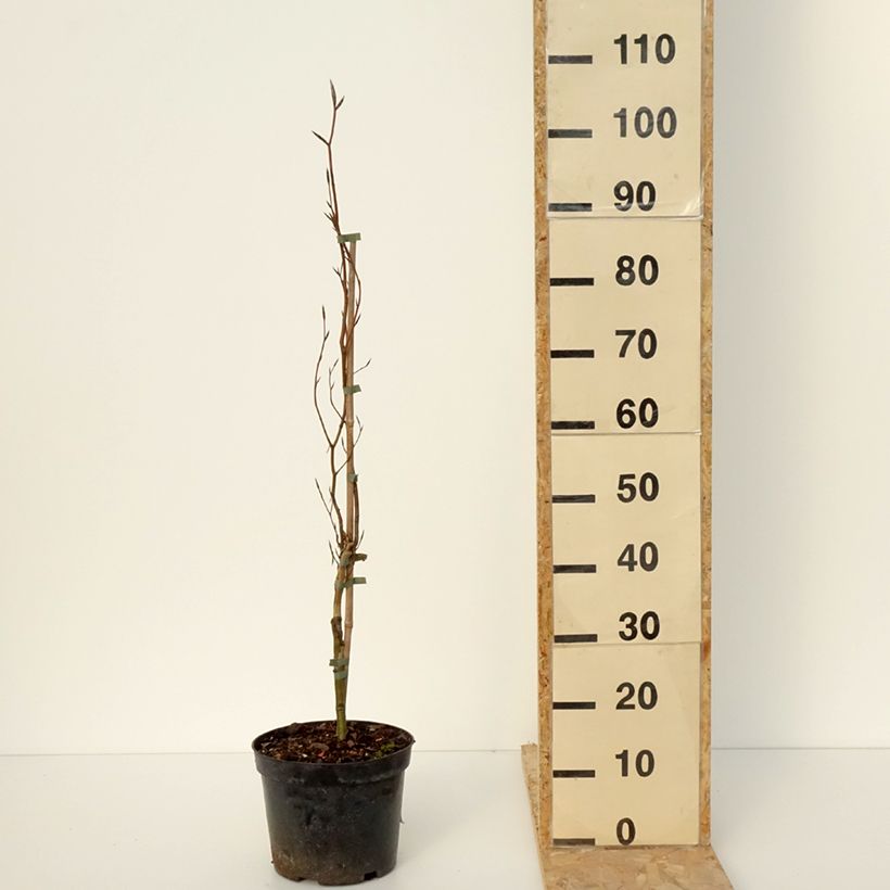 Example of Fagus sylvatica Anny's Red Pillar - Zuilvormige koperbeuk Pot van 4 l/5 l as you get in hiver