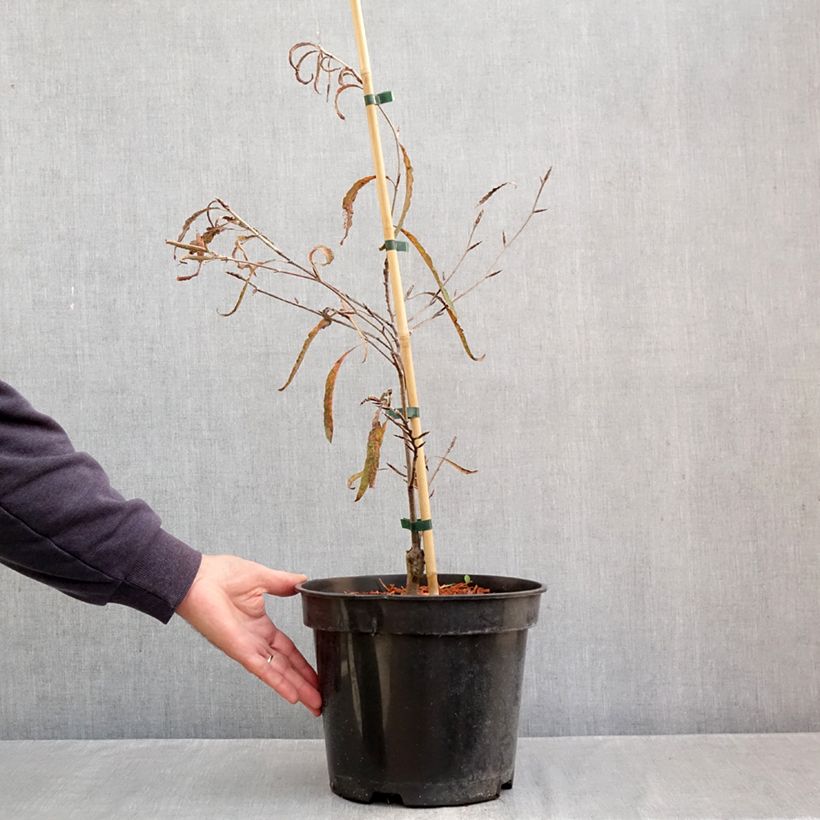 Exemplaar van Fagus sylvatica Ansorgei - Beuk Pot van 4 l/5 l zoals geleverd in de herfst
