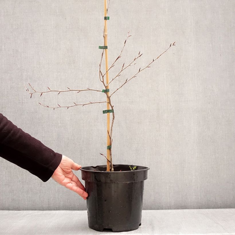 Exemplaar van Fagus sylvatica Ansorgei - Beuk Pot van 7,5 l/10 l zoals geleverd in de winter