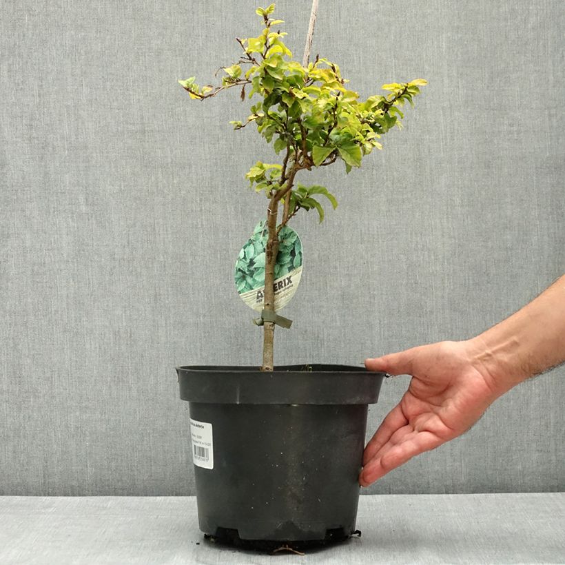 Exemplaar van Fagus sylvatica Asterix - Dwergbeuk Pot van 4 l/5 l zoals geleverd in de zomer