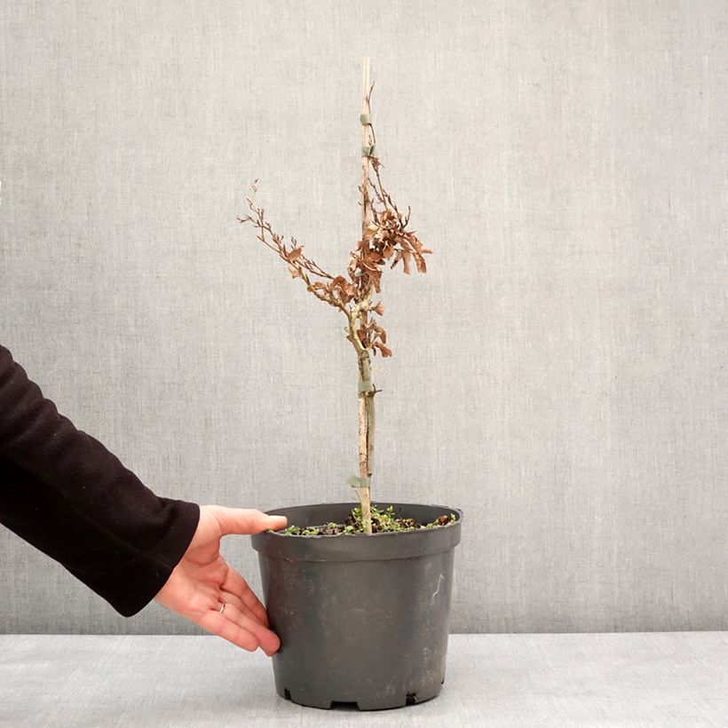 Exemplaar van Fagus sylvatica Asterix - Dwergbeuk Pot van 4 l/5 l zoals geleverd in de winter