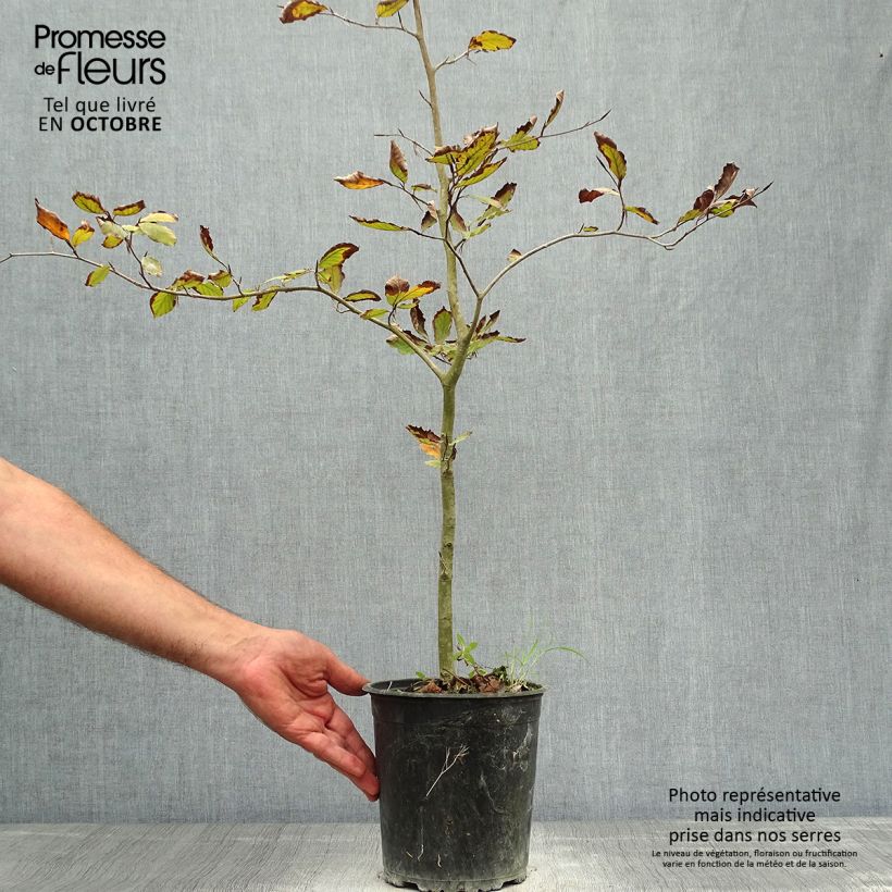 Exemplaar van Fagus sylvatica Atropurpurea - Koperbeuk Pot van 2 l/3 l zoals geleverd in de herfst
