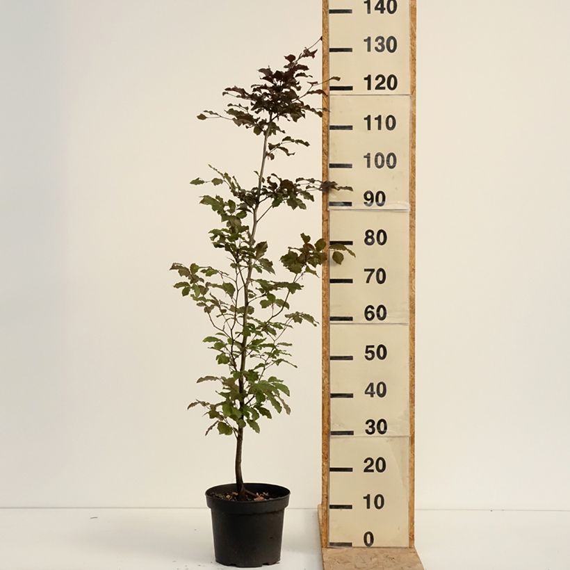 Exemplaar van Fagus sylvatica Atropurpurea - Koperbeuk Pot van 4 l/5 l zoals geleverd in de zomer