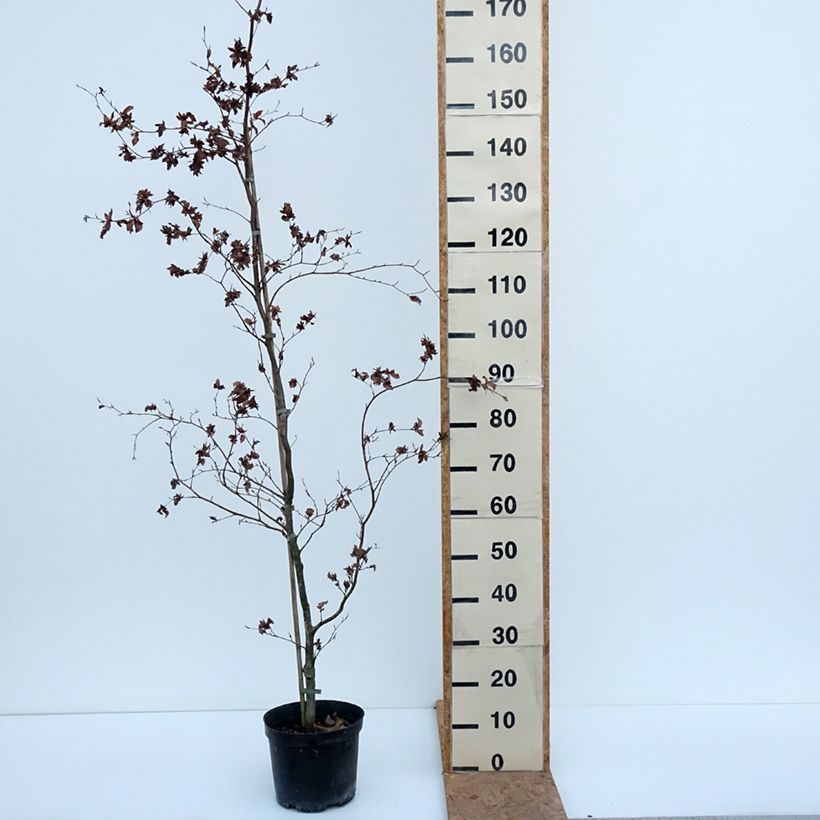 Exemplaar van Fagus sylvatica Brathay's Purple - Koperbeuk Pot van 4 l/5 l zoals geleverd in de herfst