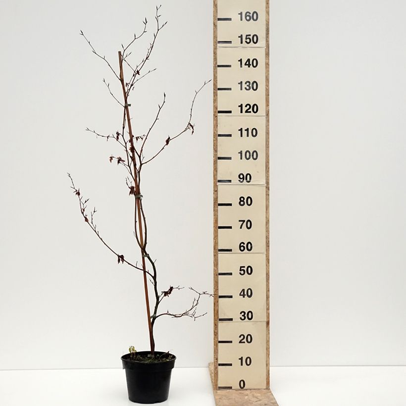 Exemplaar van Fagus sylvatica Brathay's Purple - Koperbeuk Pot van 4 l/5 l zoals geleverd in de winter