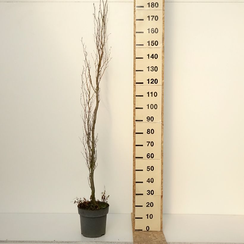 Exemplaar van Fagus sylvatica Callista - Hêtre commun Pot de 7,5L/10L zoals geleverd in de winter