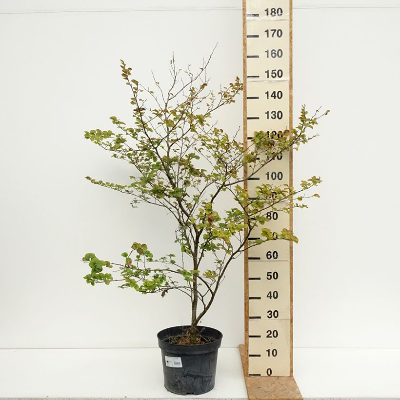 Exemplaar van Fagus sylvatica Cockleshell - Beuk Pot van 12 l/15 l zoals geleverd in de zomer