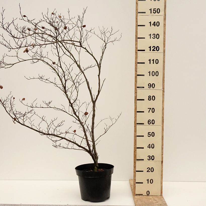 Exemplaar van Fagus sylvatica Cockleshell - Beuk Pot van 12 l/15 l zoals geleverd in de winter