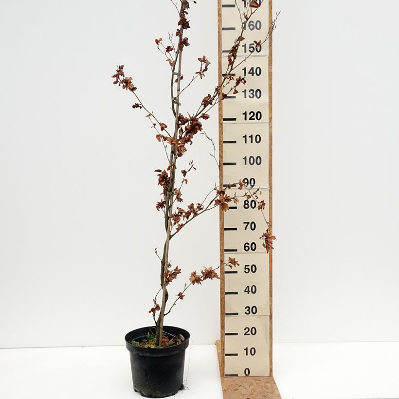 Exemplaar van Fagus sylvatica Cristata - Beuk Pot van 7,5 l/10 l zoals geleverd in de herfst