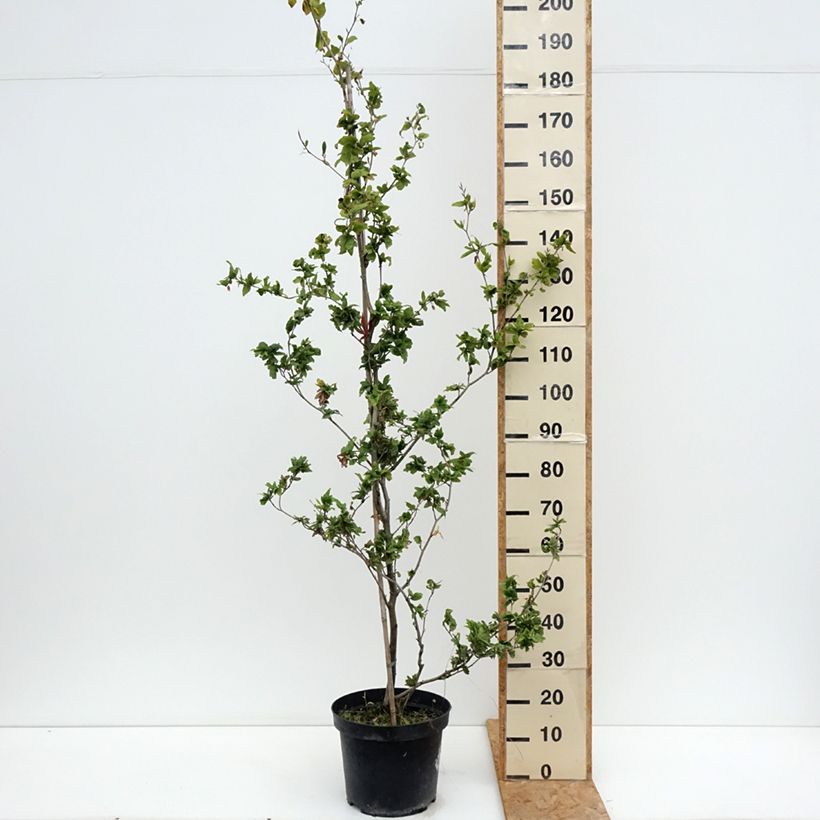 Exemplaar van Fagus sylvatica Cristata - Beuk Pot van 7,5 l/10 l zoals geleverd in de zomer