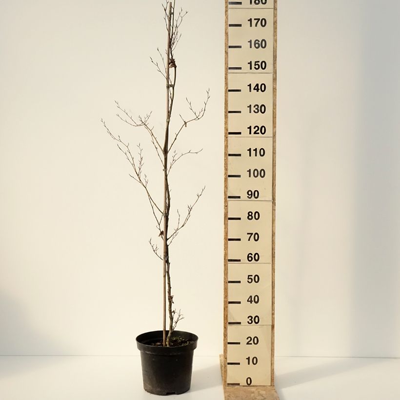 Exemplaar van Fagus sylvatica Cristata - Beuk Pot van 7,5 l/10 l zoals geleverd in de winter