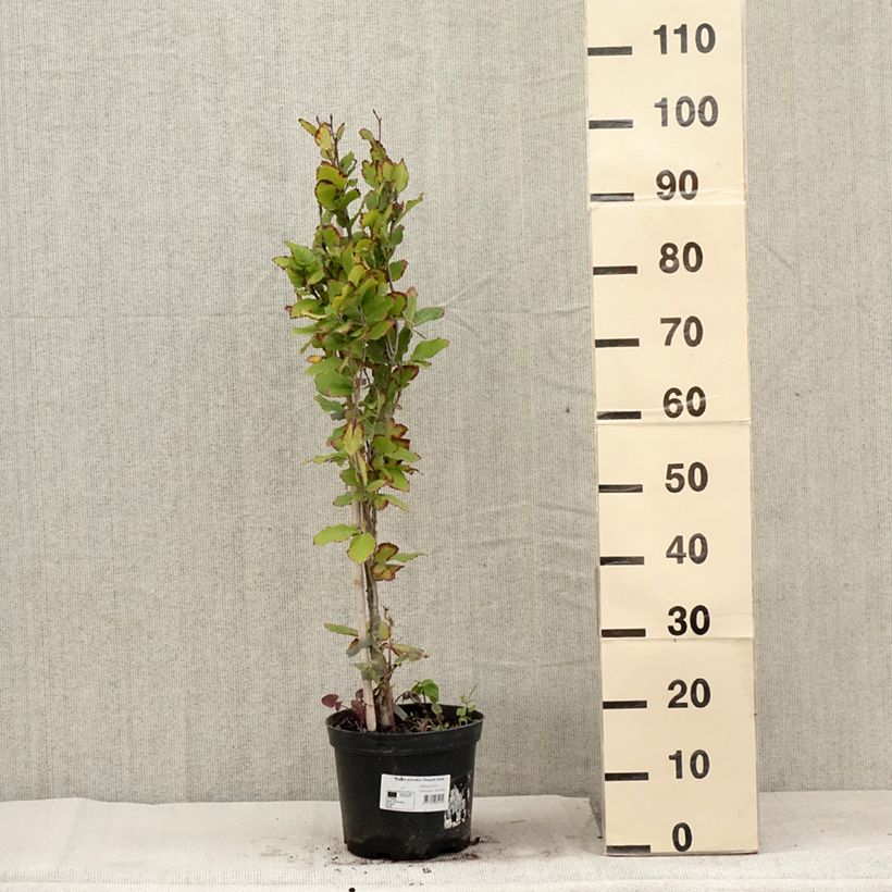 Exemplaar van Fagus sylvatica Dawyck Gold - Goudgele zuilbeuk Pot van 4 l/5 l zoals geleverd in de zomer