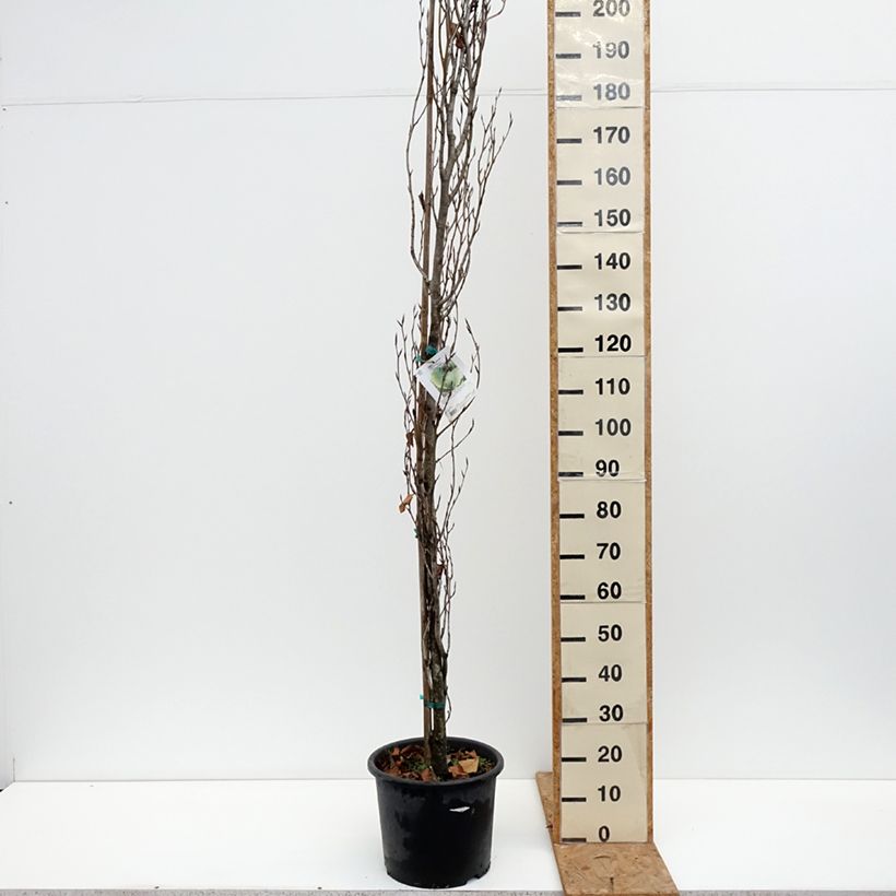 Exemplaar van Fagus sylvatica Dawyck Gold - Goudgele zuilbeuk Pot van 7,5 l/10 l zoals geleverd in de herfst