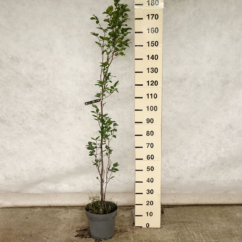 Exemplaar van Fagus sylvatica Dawyck - Zuilbeuk Pot van 4 l/5 l zoals geleverd in de zomer