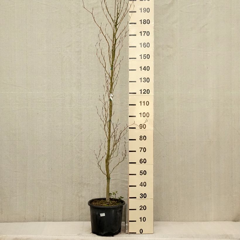 Exemplaar van Fagus sylvatica Dawyck Purple - Zuilvormige koperbeuk Pot van 12 l/15 l zoals geleverd in de lente