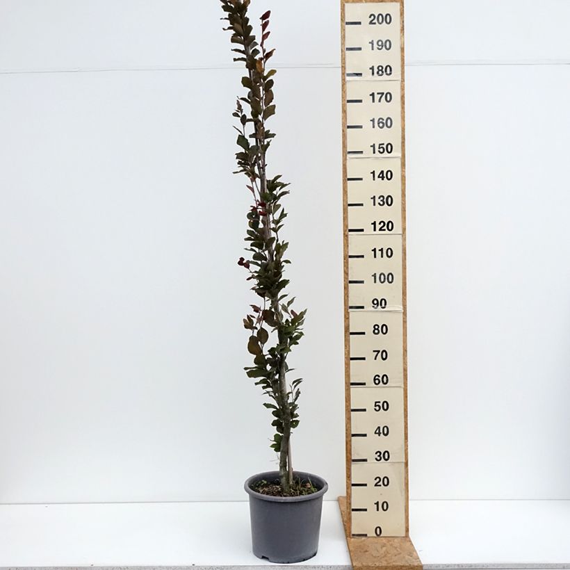 Exemplaar van Fagus sylvatica Dawyck Purple - Zuilvormige koperbeuk Pot van 12 l/15 l zoals geleverd in de zomer