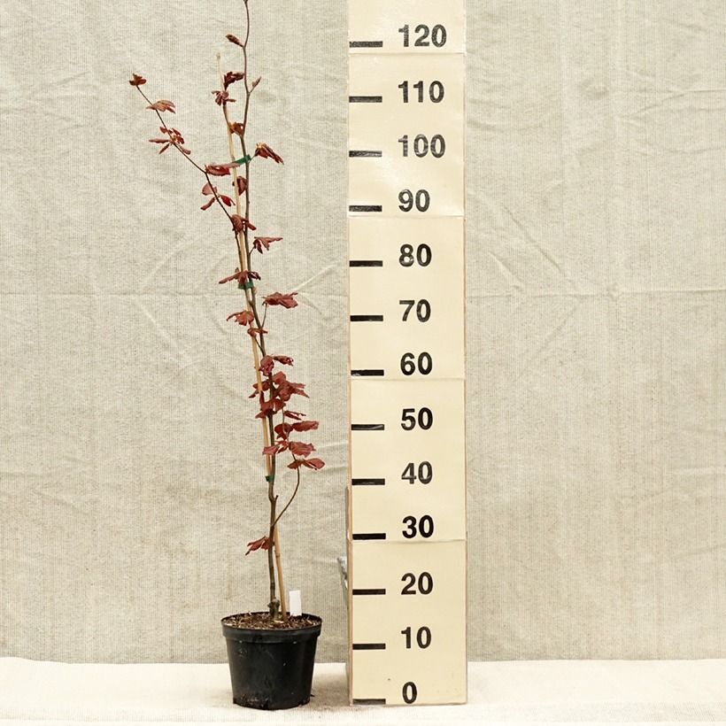 Exemplaar van Fagus sylvatica Dawyck Purple - Zuilvormige koperbeuk Pot van 2 l/3 l zoals geleverd in de lente