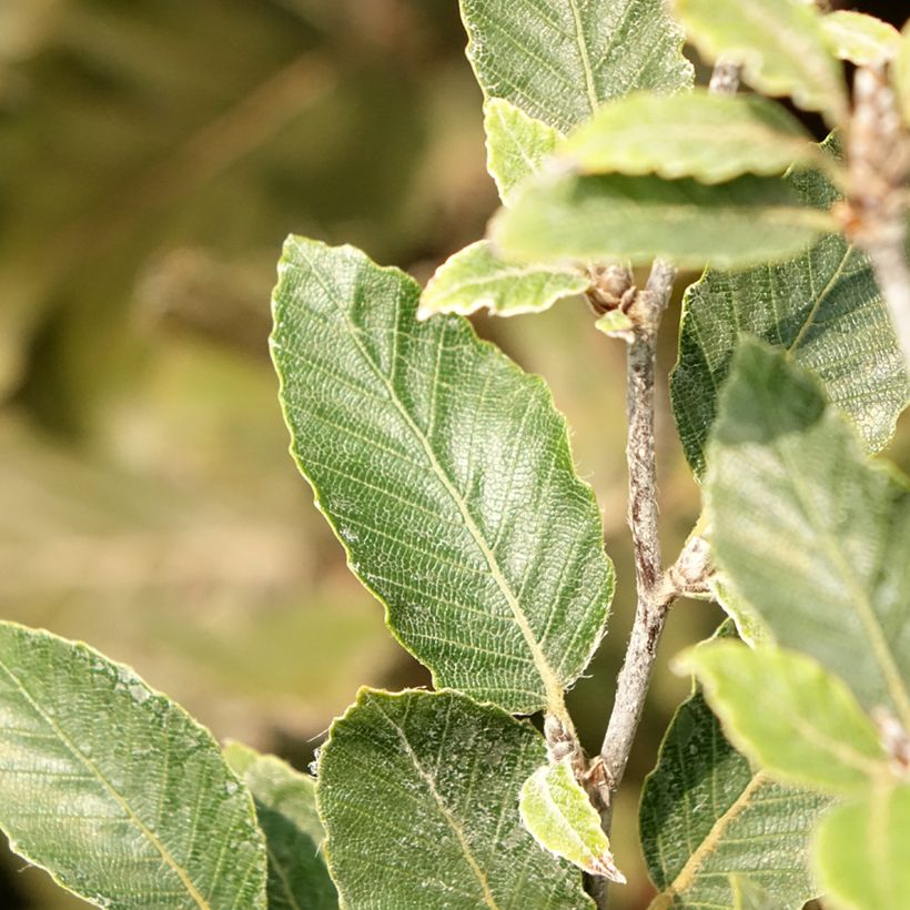 Fagus sylvatica Felderbach - Beuk (Blad)