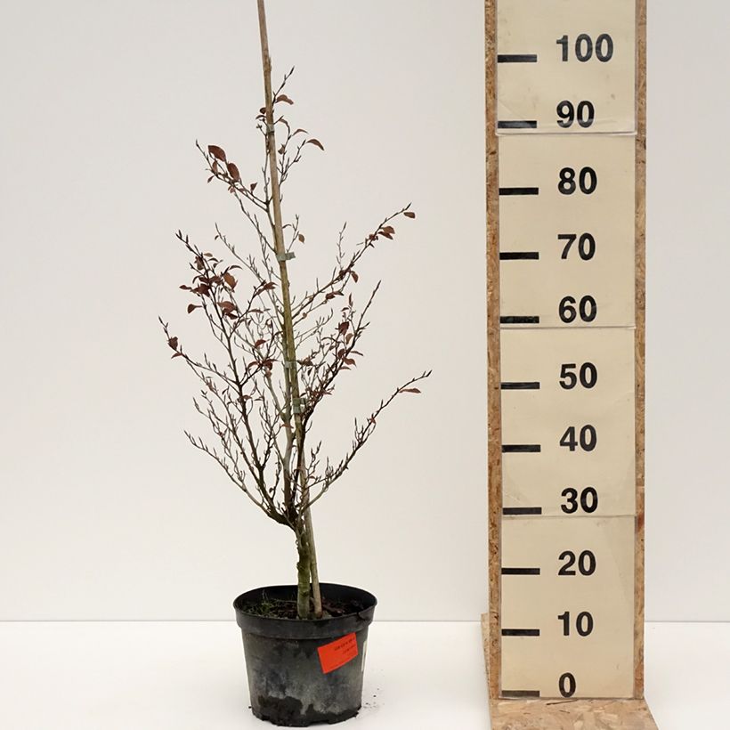 Exemplaar van Fagus sylvatica Felderbach - Hêtre nain Pot de 4L/5L zoals geleverd in de winter