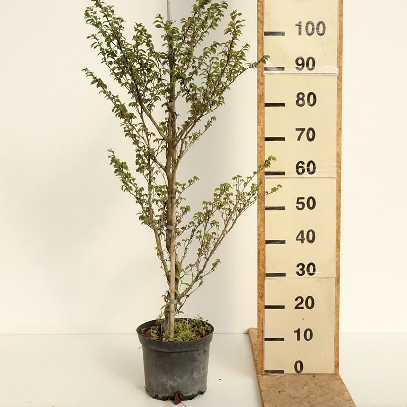 Exemplaar van Fagus sylvatica Felderbach - Beuk Pot van 4 l/5 l zoals geleverd in de zomer