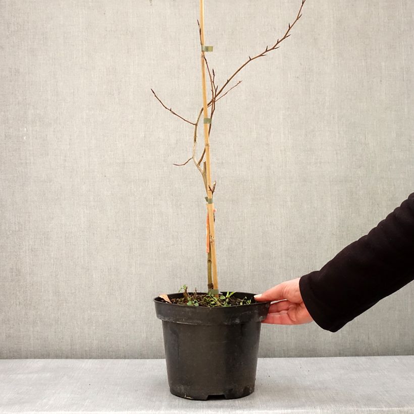 Exemplaar van Fagus sylvatica Franken - Hêtre nain panaché de blanc Pot de 4L/5L zoals geleverd in de winter