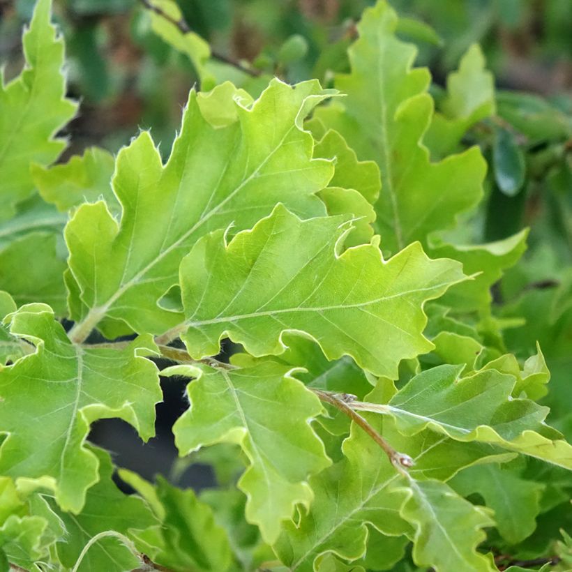 Fagus sylvatica Interrupta - Beuk (Blad)