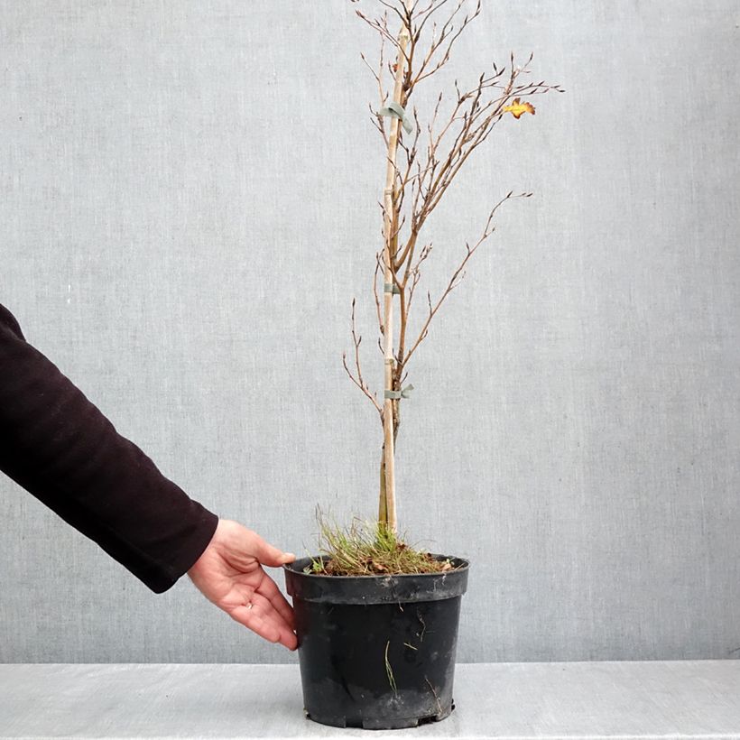 Exemplaar van Fagus sylvatica Interrupta - Beuk Pot van 4 l/5 l zoals geleverd in de herfst
