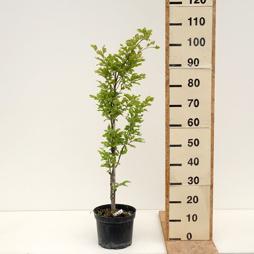 Exemplaar van Fagus sylvatica Interrupta - Beuk Pot van 4 l/5 l zoals geleverd in de lente