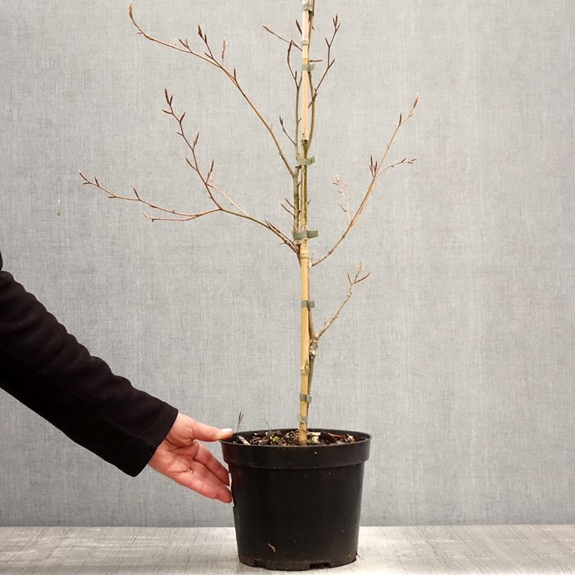 Exemplaar van Fagus sylvatica Marmor Star - Bonte beuk Pot van 4 l/5 l zoals geleverd in de lente