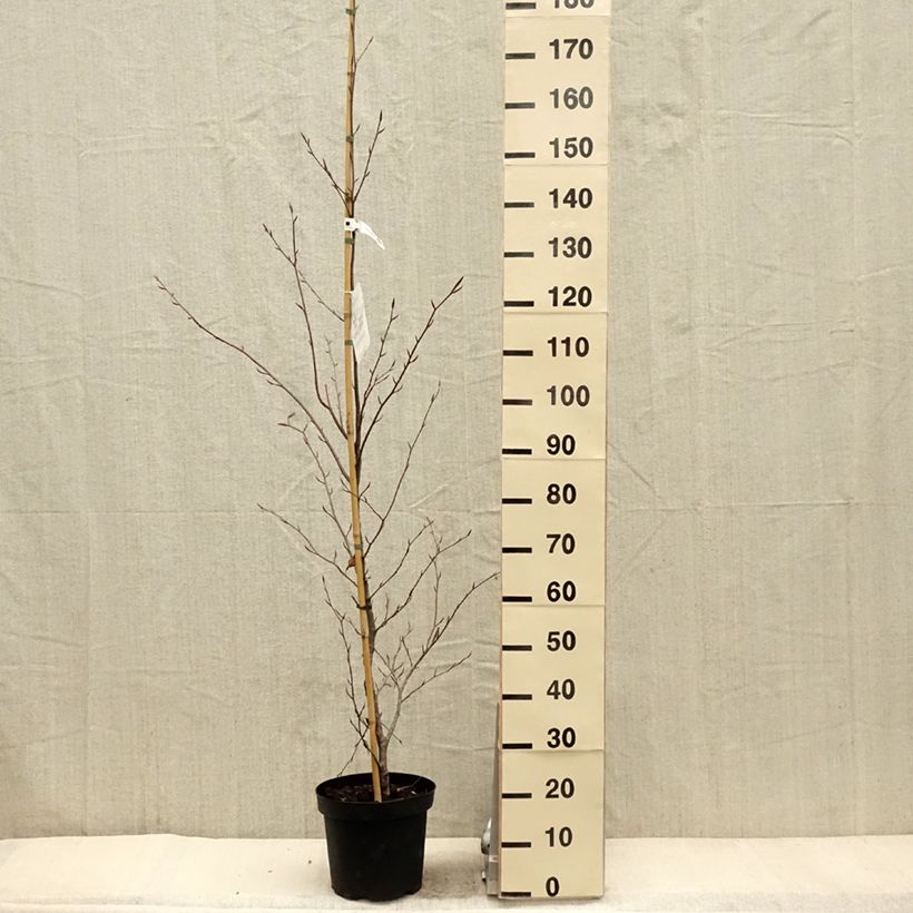 Exemplaar van Fagus sylvatica Midnight Feather - Beuk Pot van 4 l/5 l zoals geleverd in de lente